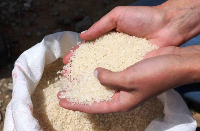 В ближайшие три года рисовые посадки в Астраханской области должны увеличиться в четыре раза