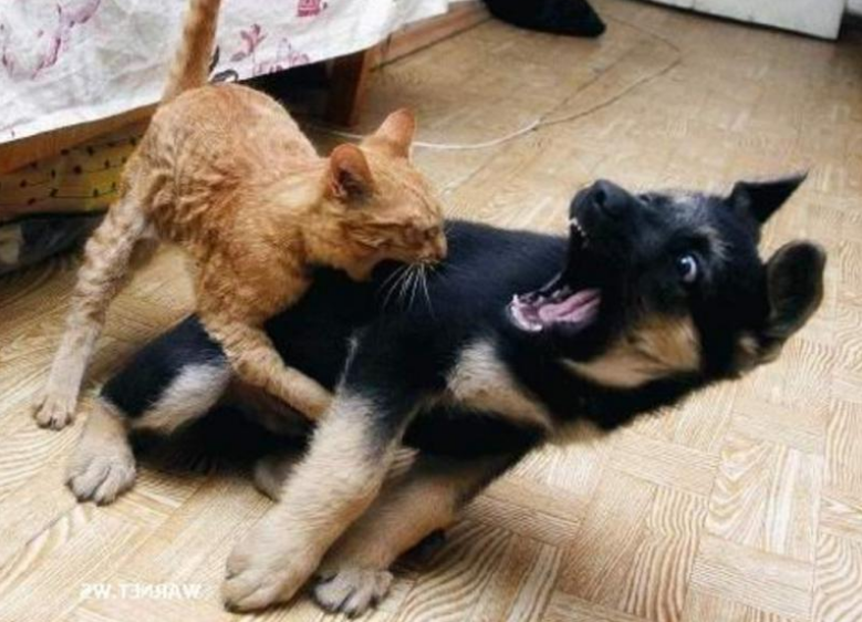 «Темные лошадки» и «старые кони» на довыборах в Астраханскую облдуму