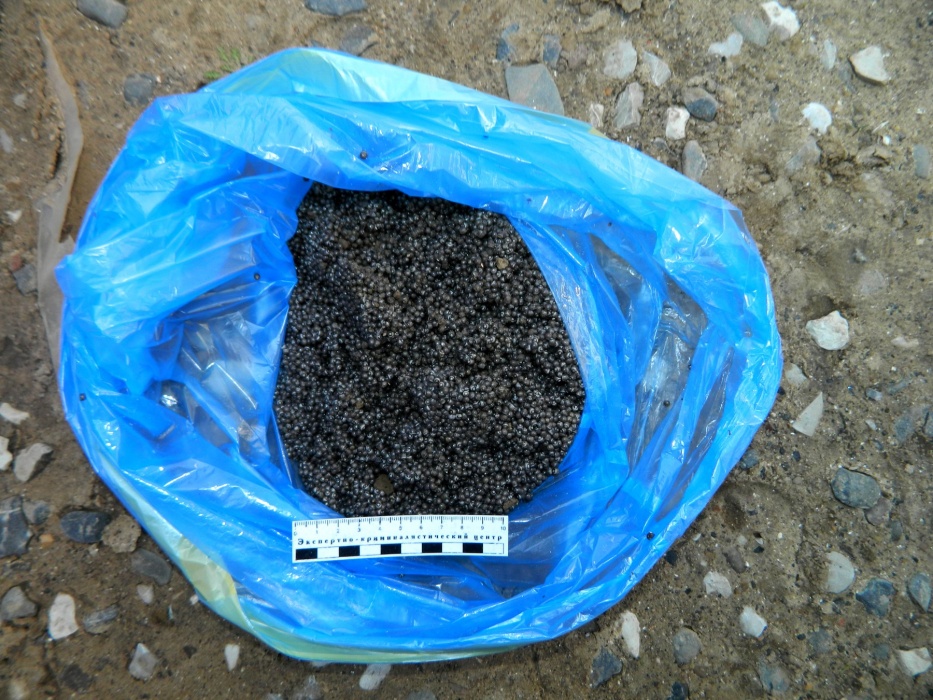 Астраханские полицейские искупались в черной икре