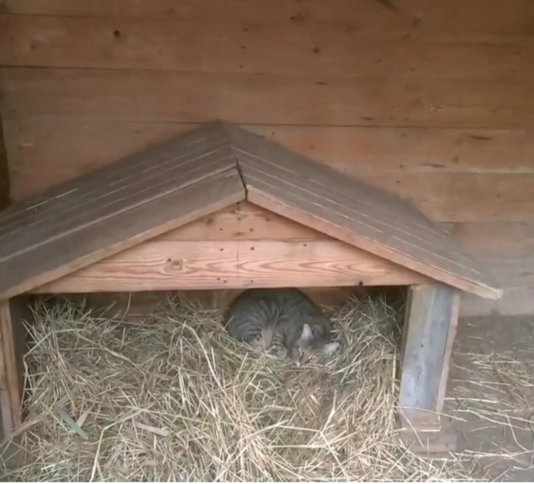 На астраханца напал дикий кот редкой породы