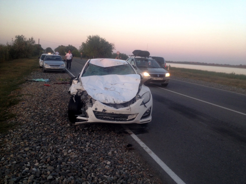 За три дня на астраханских дорогах произошло шесть ДТП с участием крупного рогатого скота