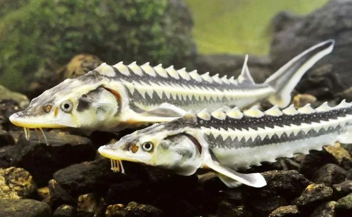 За 2022 год в Астраханской области выпустили более 25 млн штук осетровой молоди