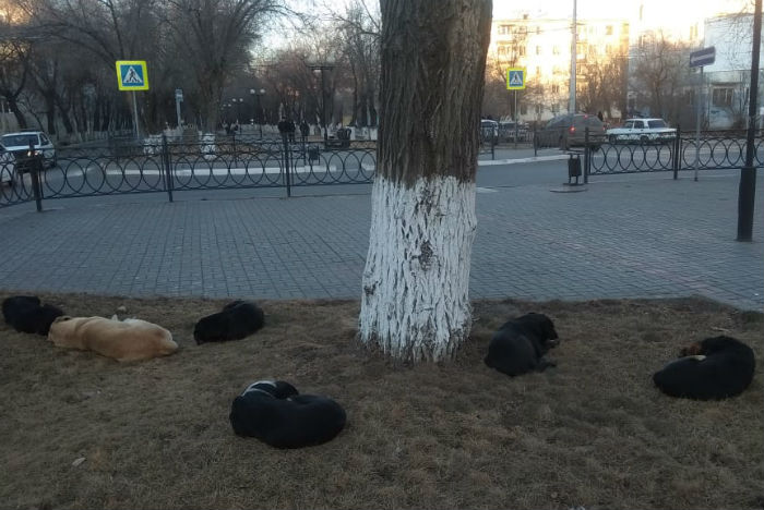Тимофей Щербаков предлагает повесить бродячих собак на астраханское правительство