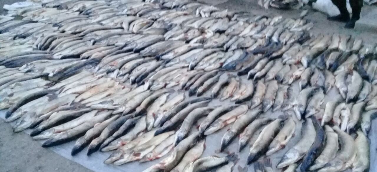 В Астраханской области задержали "Газель" с тонной рыбы и 150 килограммами икры на борту