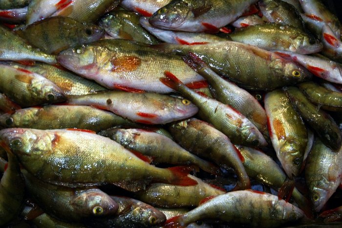  Депутат астраханского сельсовета пошел под суд за покупку и перепродажу браконьерской рыбы
