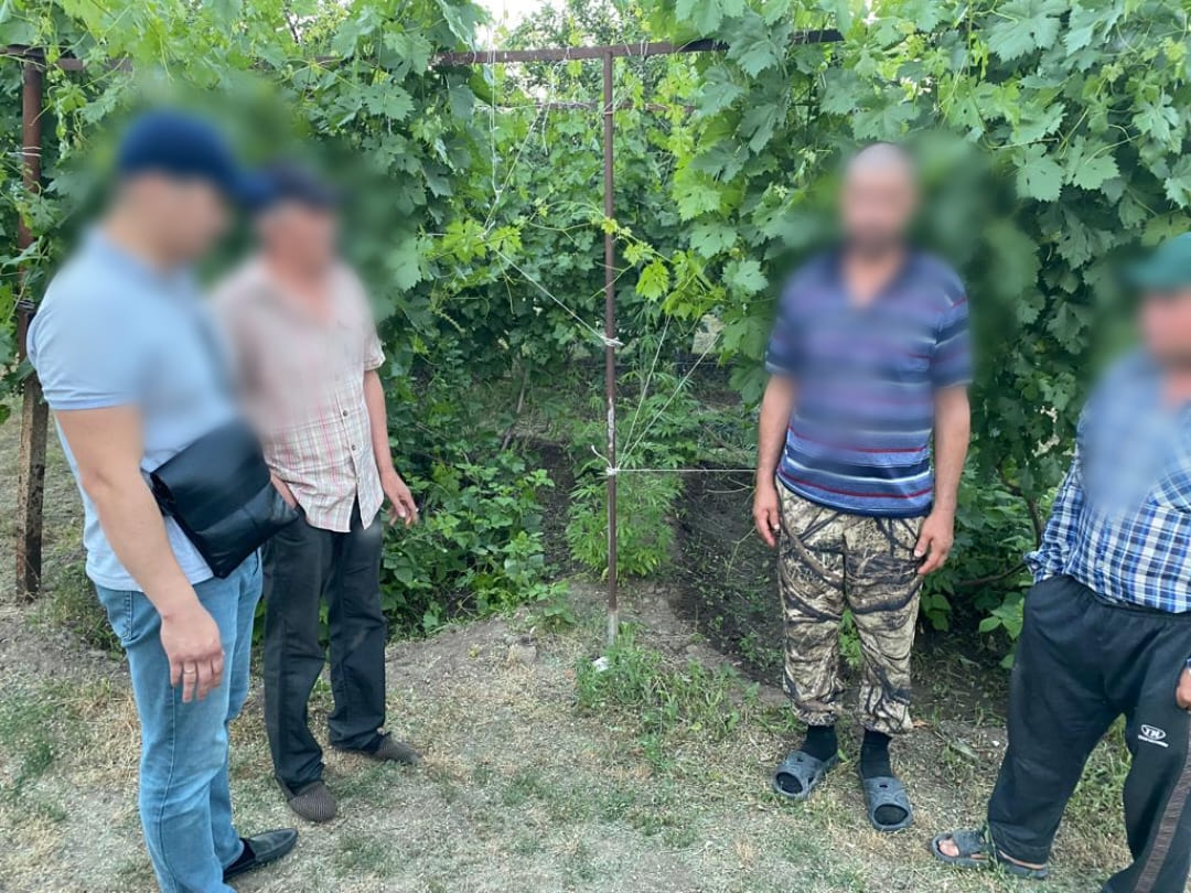Астраханцы на своём участке возле дома выращивали коноплю