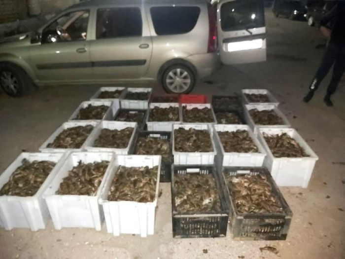 Астраханские полицейские нашли в багажнике иномарки 350 килограммов живых раков