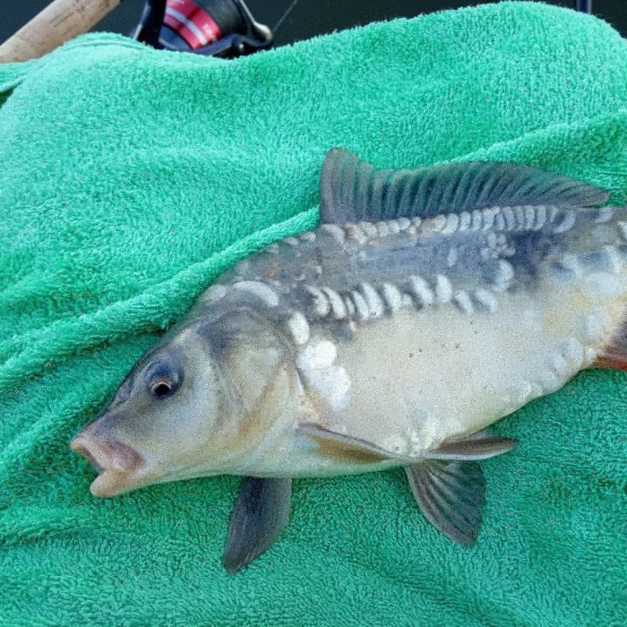 Астраханец проверил легенду о необычных рыбах на набережной. Не прогадал
