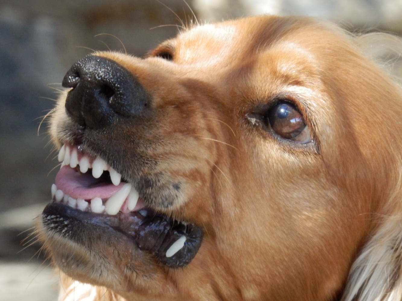 Под Астраханью агрессивная собака напала на людей и не подпускала к ним медиков