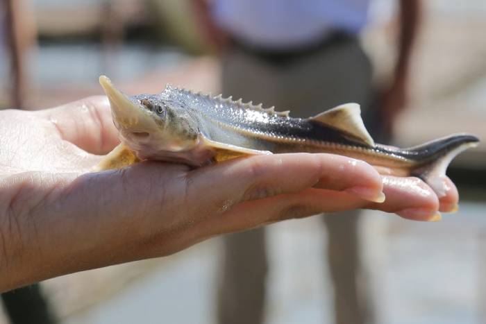 В субботу астраханцы отметят День рыбака на Трусово