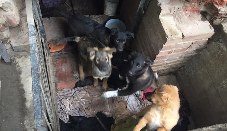 Астраханец обнаружил незаконный собачий приют в центре города