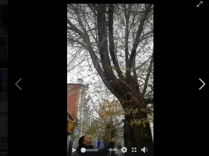 В центре Астрахани по дереву скачет белка