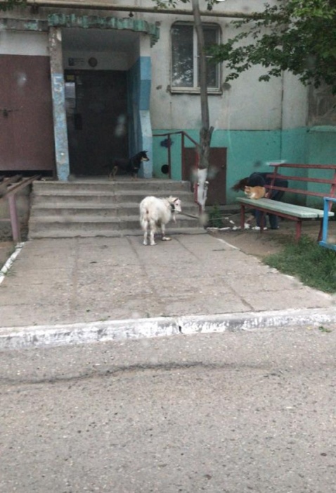 Видео дня: дорогу астраханскому козлу Вове