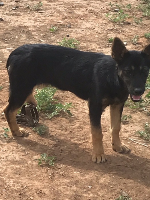 Астраханцы умоляют помочь щенку, угодившему в капкан