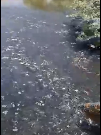 Тьма рыбы в Астраханской области попала на видео