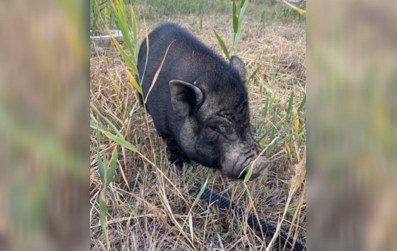 Бездомная хрюшка из Астрахани нашла приют в Волгограде