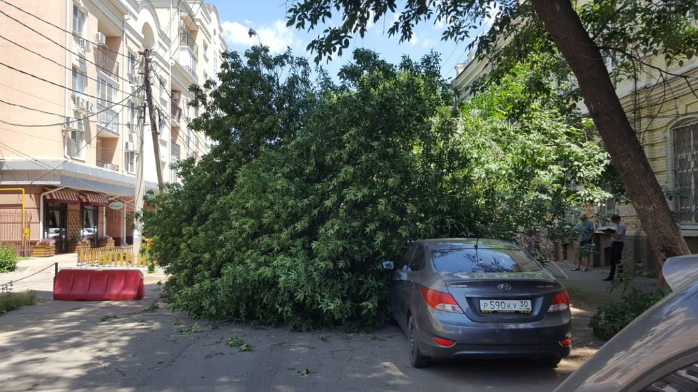 ЧП в центре Астрахани. Огромное дерево упало на несколько машин 