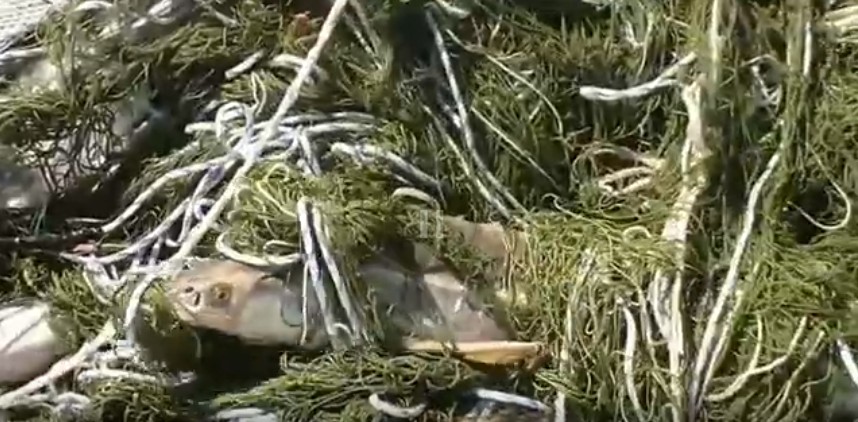 Масштабы плачевны. В Астраханской области на видео засняли рыбный плен