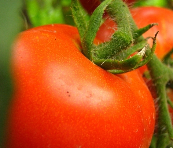 ПО САМЫЕ ПОМИДОРЫ. Погубит ли отмена импортных пошлин астраханские томаты?