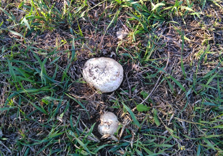 ﻿Из-за поздней весны в Астрахани долго просыпаются грибы