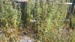 Под Астраханью сельчанин выращивал наркоплантацию