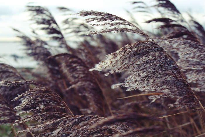 Пронзительный ветер будет дуть в Астрахани еще несколько дней