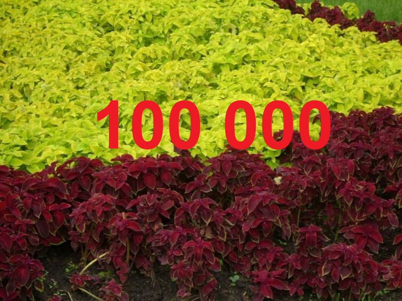 Цифра дня: в Астрахани высажено 100 тысяч цветов 