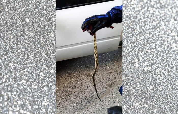 В Астрахани спасатели достали змею из-под машинного капота