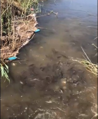 Рыбная катастрофа. В Астраханской области засняли жесть