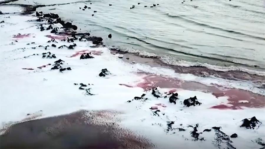 Каспийское море стало красным