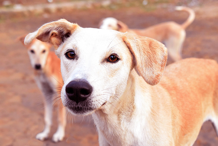 План по отлову собак в Астраханской области урезали на 42 хвоста