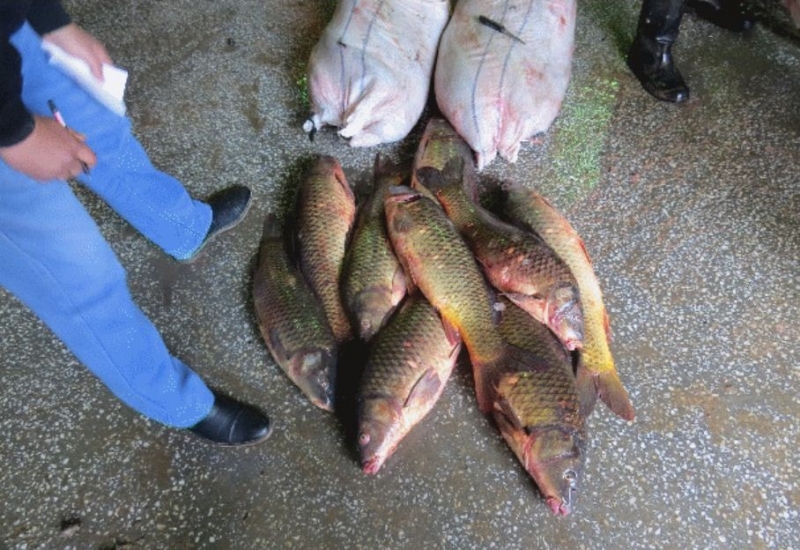 Астраханские полицейские изъяли 300 килограмм рыбы без документов