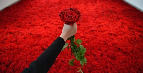 Красиво жить не запретишь: неизвестной астраханке подарили 501 розу
