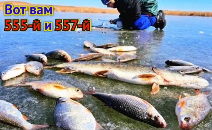 Полный пакет: в Астраханской области официально введен запрет на ловлю воблы, плотвы и щуки на 2025 и 2026 годы