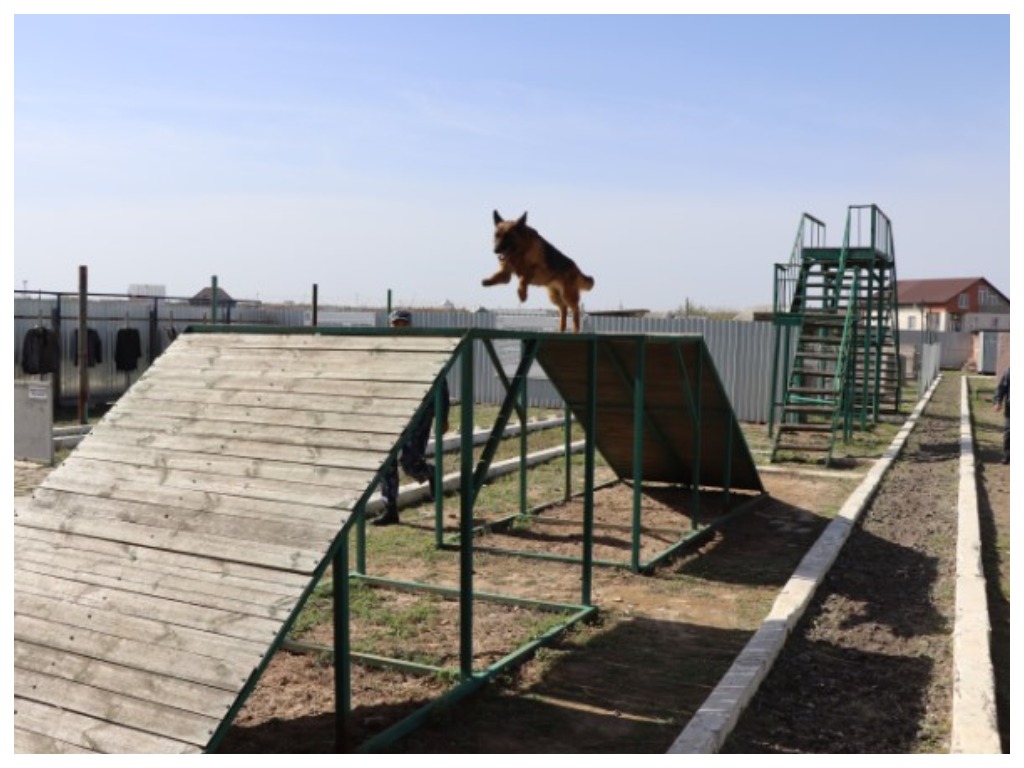 В Астрахани выбрали лучшую наркорозыскную собаку