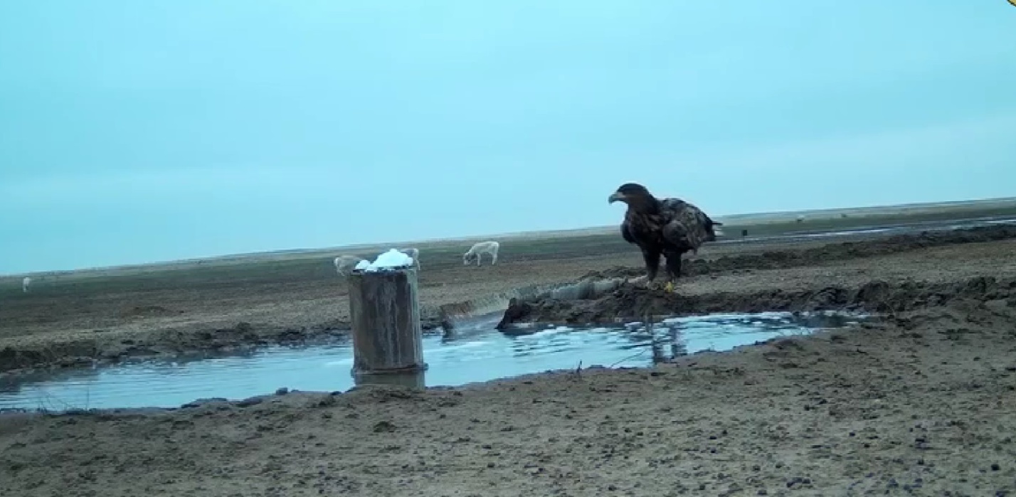 Под Астраханью камера зафиксировала удивительных соседей 