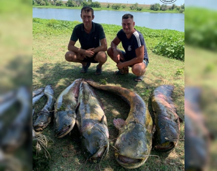 Астраханцы ловят сомов-гигантов 