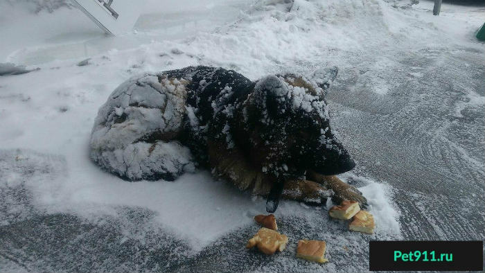 В Астрахани спасли собаку, вмерзшую в лед