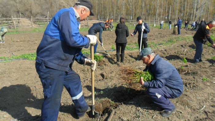 Железнодорожники Приволжской магистрали высадили 3,5 тыс. деревьев в Астрахани