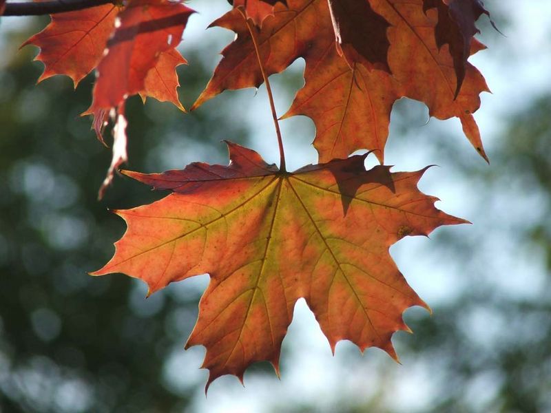 Астраханская погода в сентябре