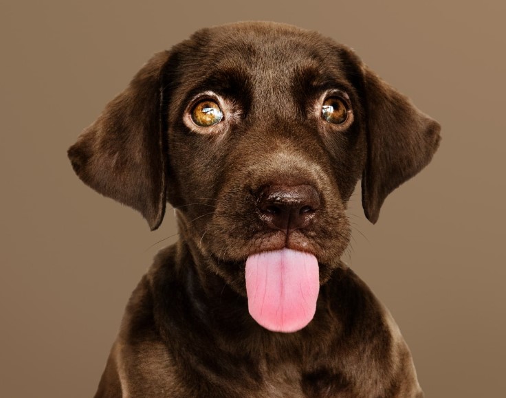 За собак ответишь. Бездомные псы могут лишить глав астраханских муниципалитетов должности