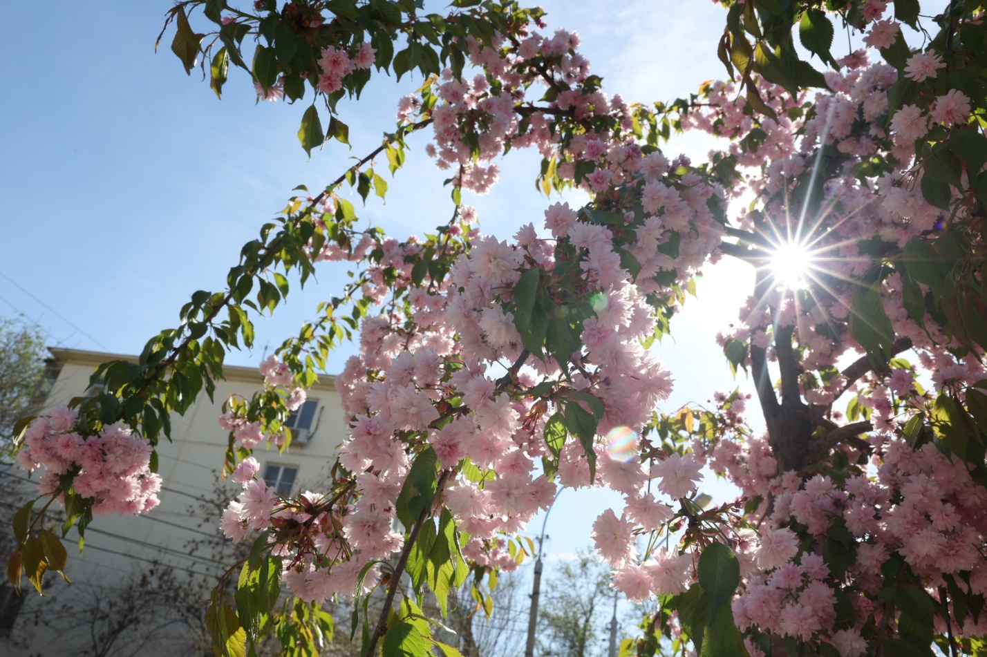 Комсомольская набережная в Астрахани окуталась экзотическим розовым облаком