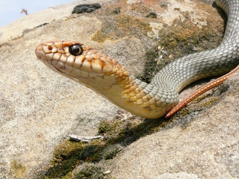 В раздевалке астраханского спорткомплекса нашли крупную змею