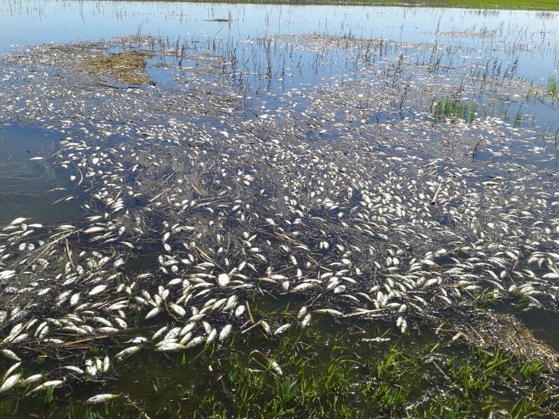 Эксперты: "Спасение" Волгограда от мошкары может погубить биоресурсы Астраханской области  