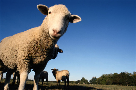 Предприниматель за долги лишился 30 овец