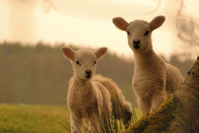  Остались ножки да рожки: астраханец лишился 100 коз и 150 овец за долг в 7,5 миллионов