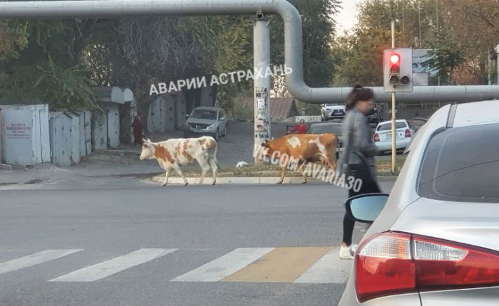 Фото дня: Астрахань оккупировали тёлки