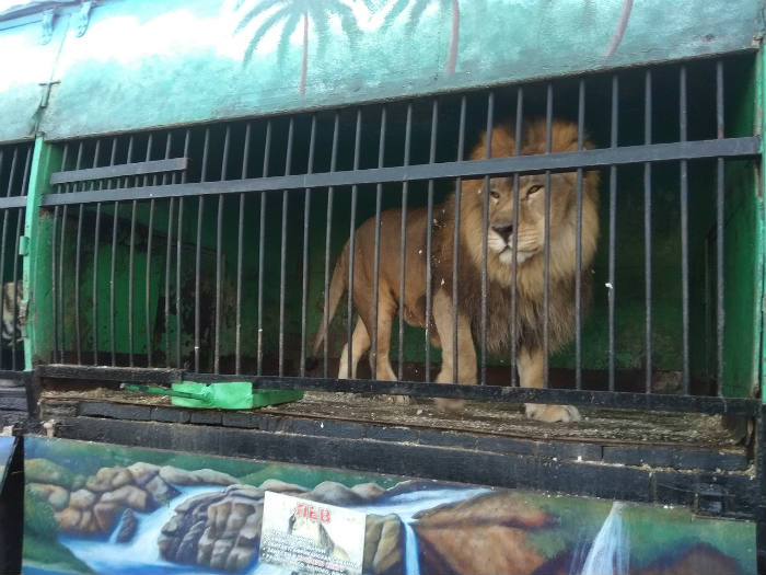 После скандала в Астрахани Росгосцирк решил проводить экскурсии о жизни животных «за кулисами»