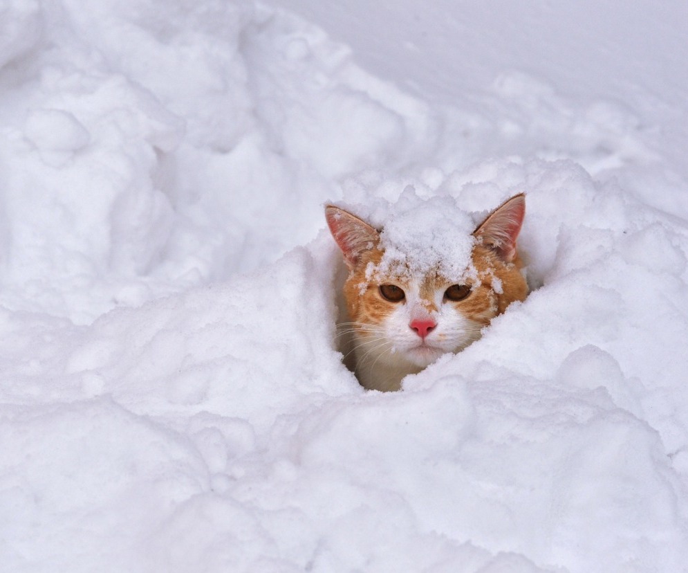 Глава ПривЖД предложил привезти в Астрахань пару составов снега из Саратова