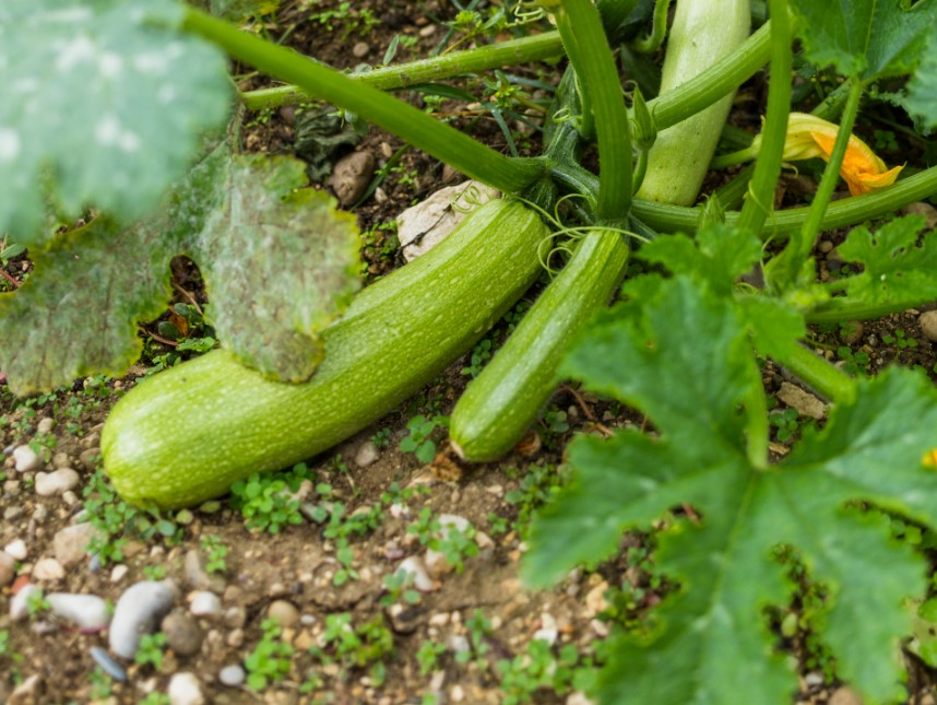 В астраханских кабачках обнаружили нитраты